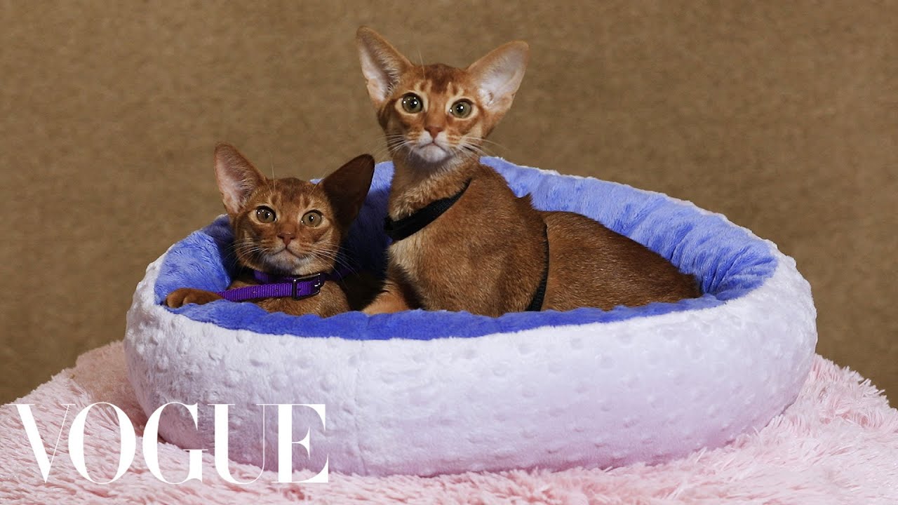 141st Westminster Kennel Club Dog Show | Vogue