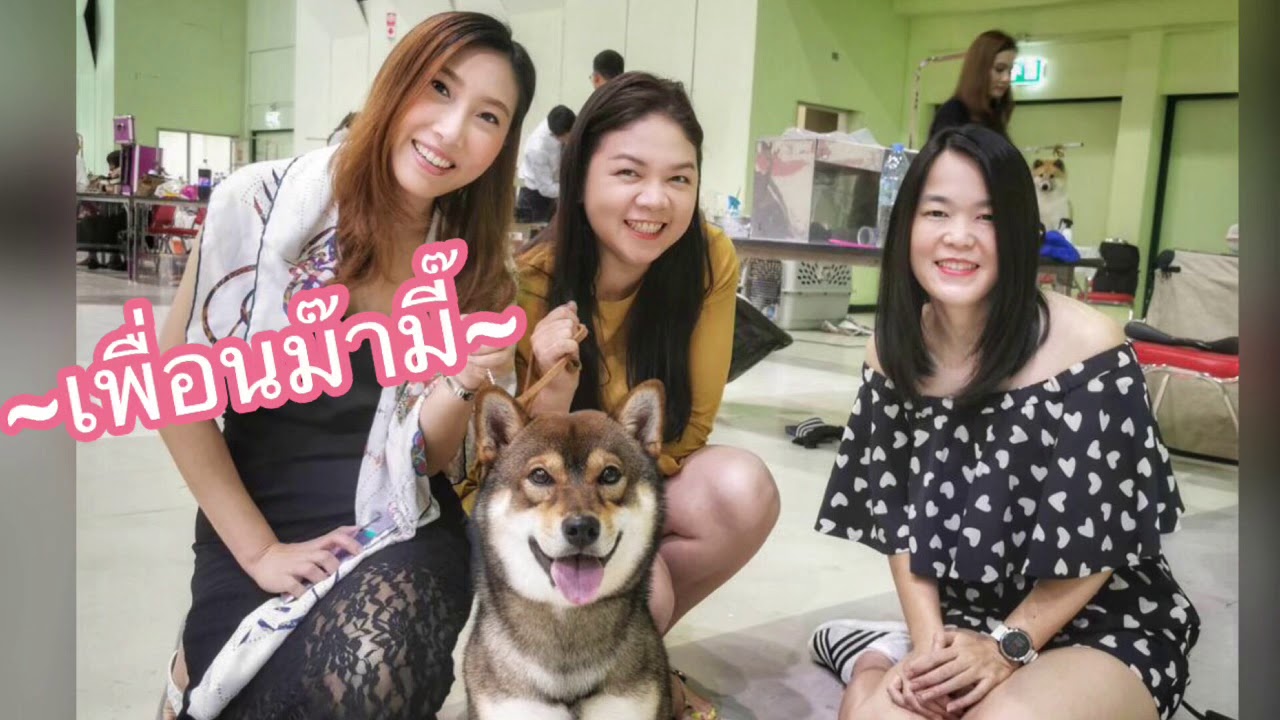 EP01 Okane on the show #shiba #shibainu #shibadog #gomashiba #okaneshibadog