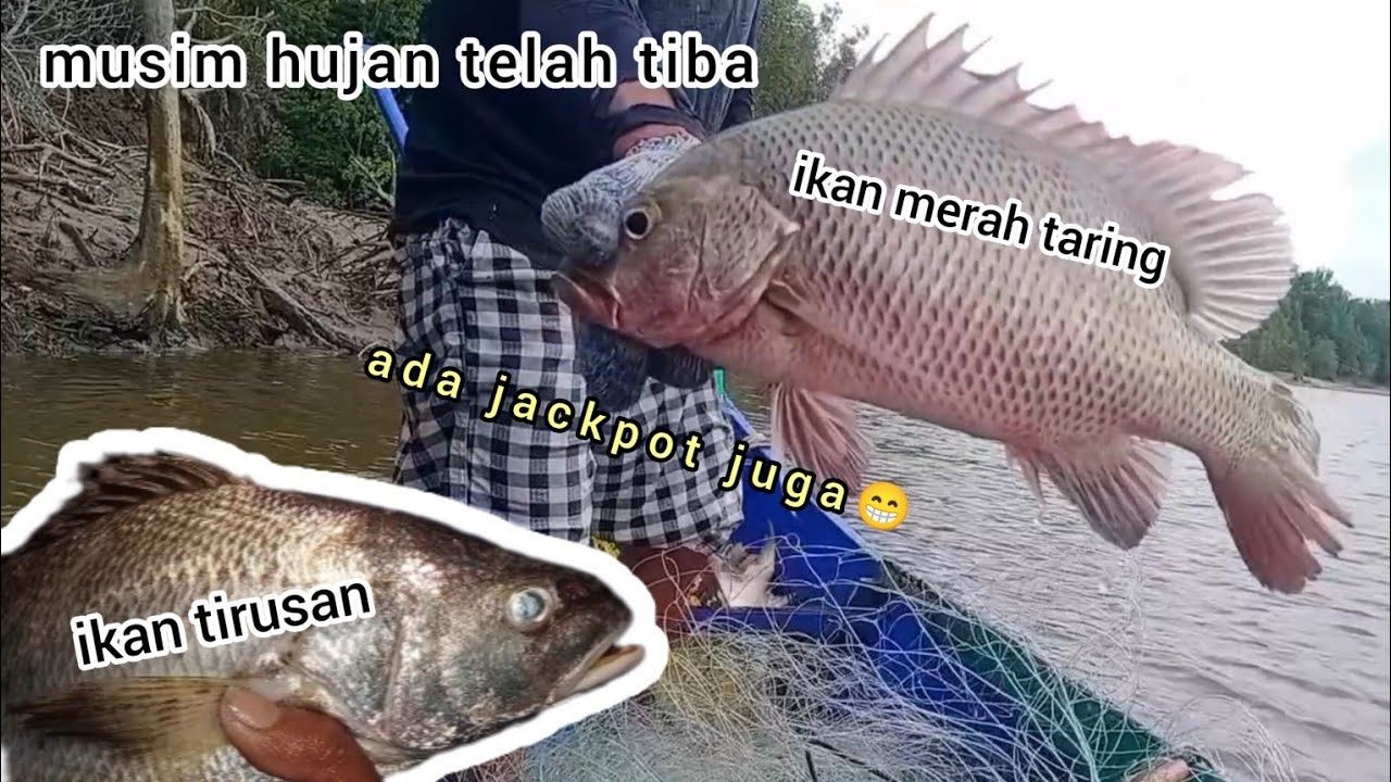 menjaring kakap di musim hujan
