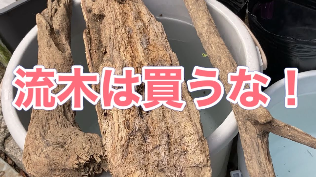 【アクアリウム】流木は買うんじゃない拾え！都会でも簡単流木拾いを紹介