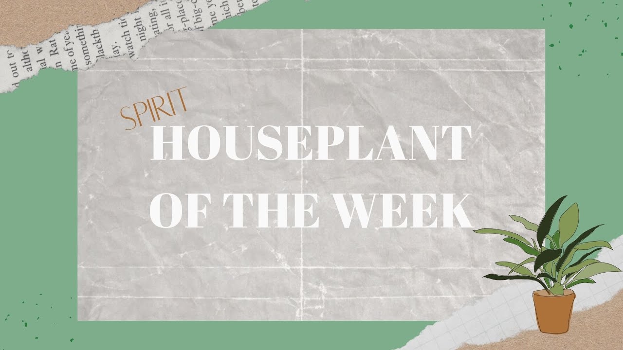 Spirit Houseplant of the Week