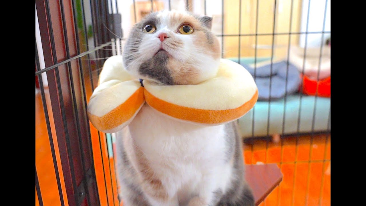 [萌貓」猫咪脖子上出现了一个巨大伤口，主人心疼不已，然后买了个笼子？