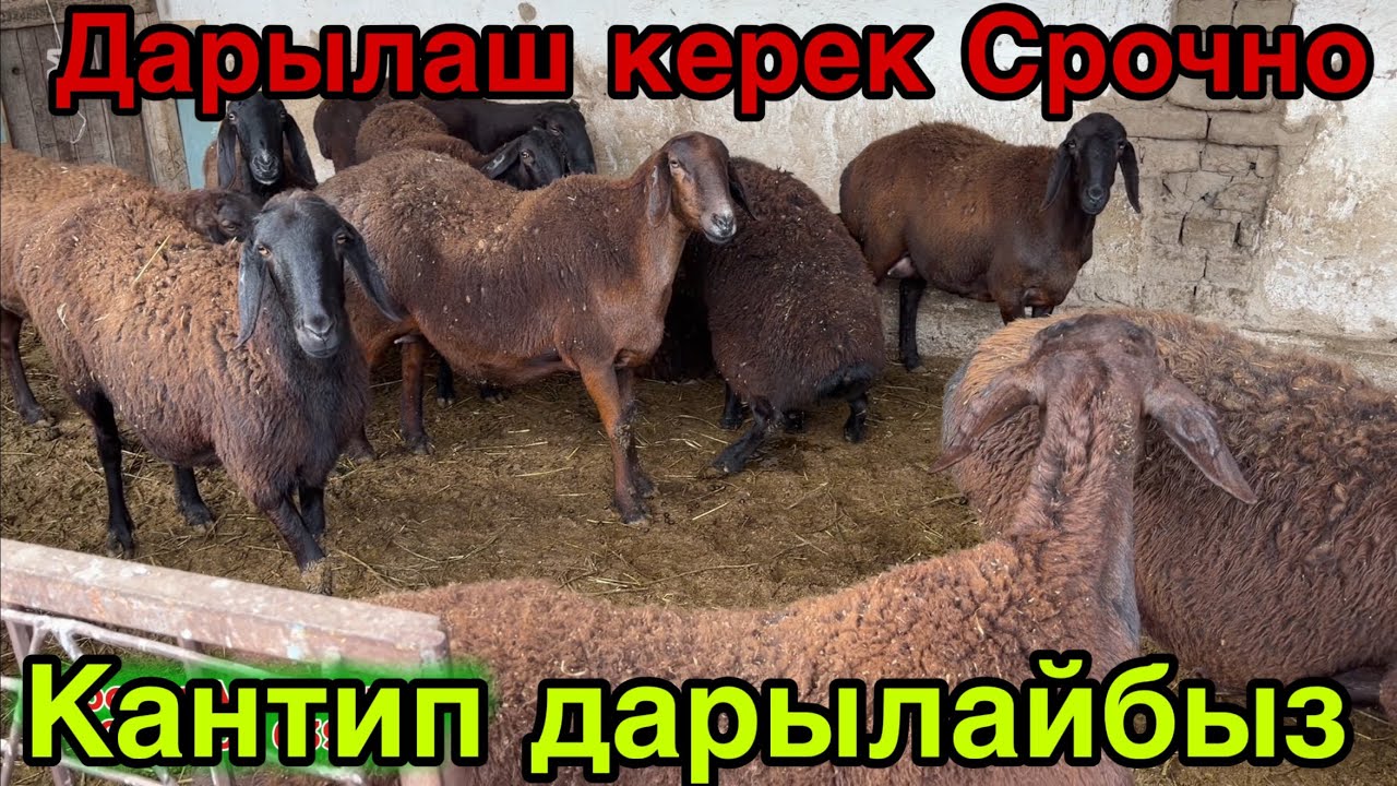 БУЛ ООРУ АРБИР КОЙ БАККАН АДАМДЫН УЙУНДО МАСЕЛЕ БОЛУП ЖАТСА КЕРЕК🙋🏻‍♂️✅