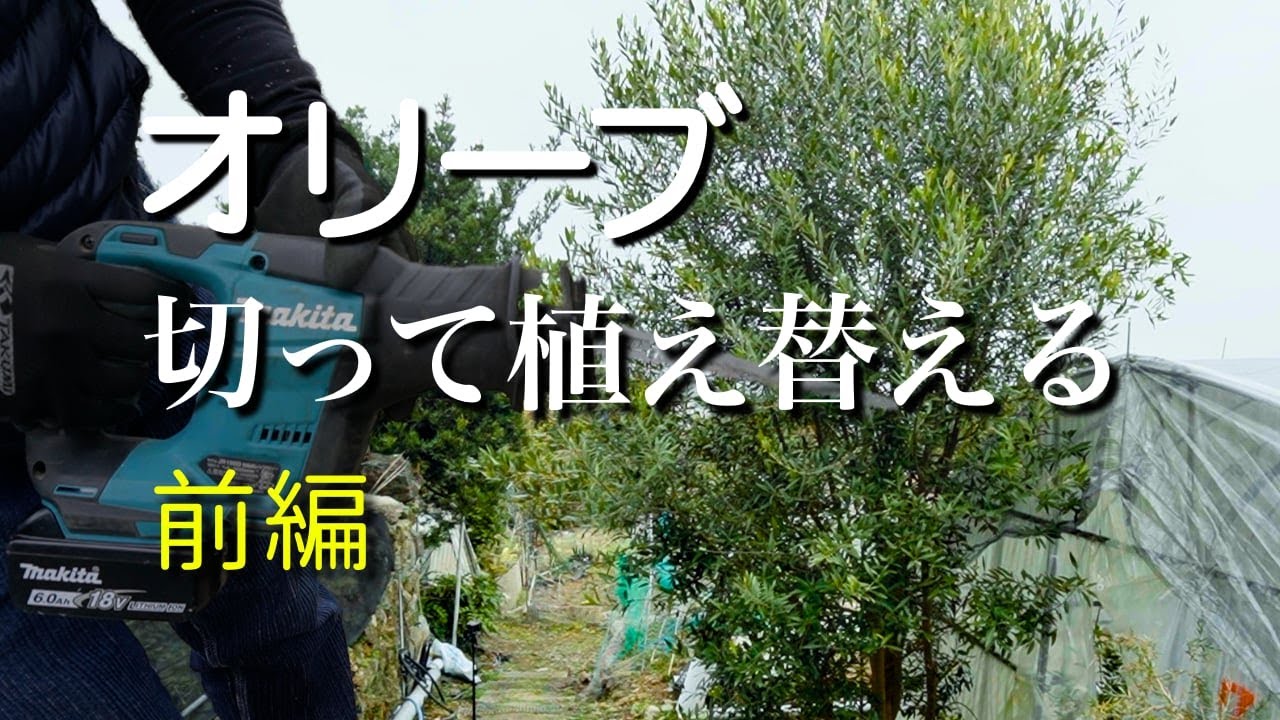 オリーブを切って植え替える。前編