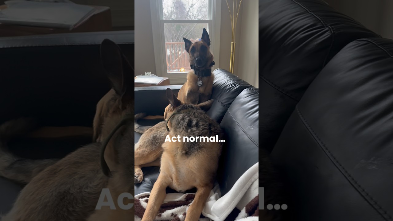 POV: mom&rsquo;s coming. When the young pups panic 🐾