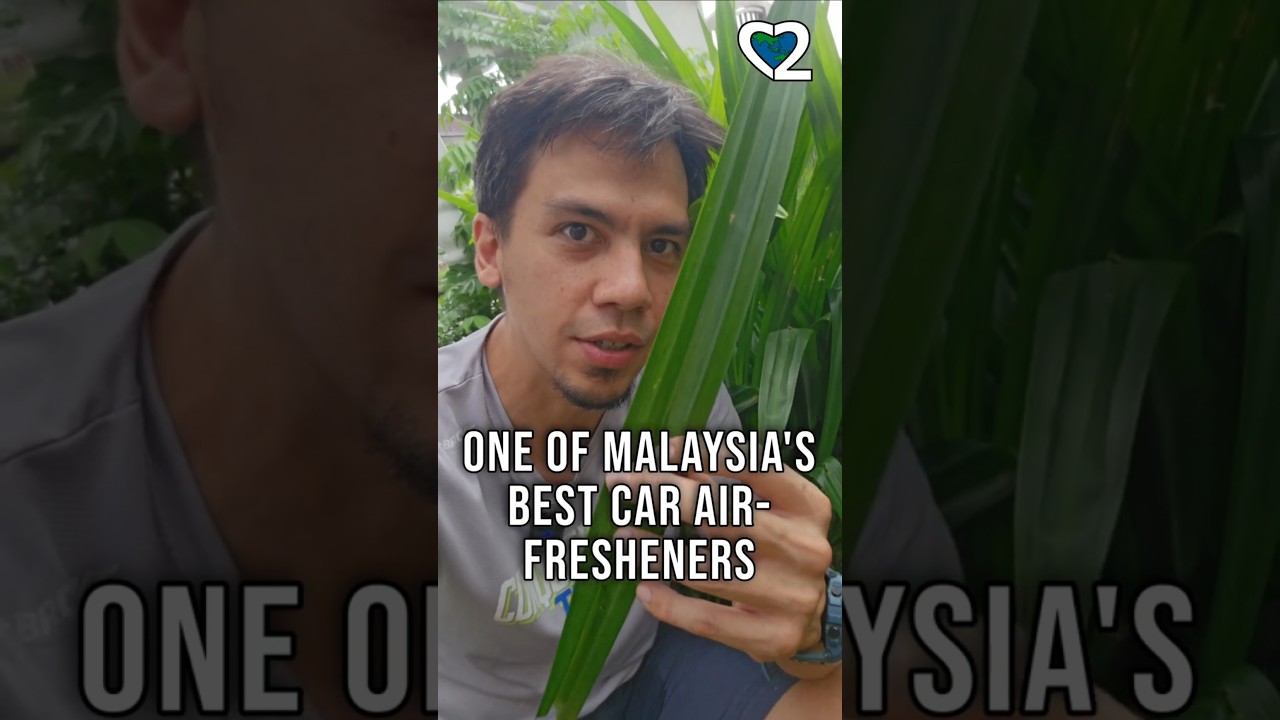 Make your car smell nice by adding pandan