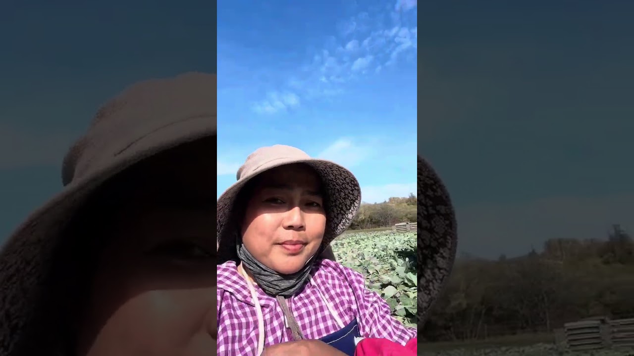 Cabbage maghaharvest kami #farming #agriculture #cabbage #harvest #buhaymagsasaka #japanfarming