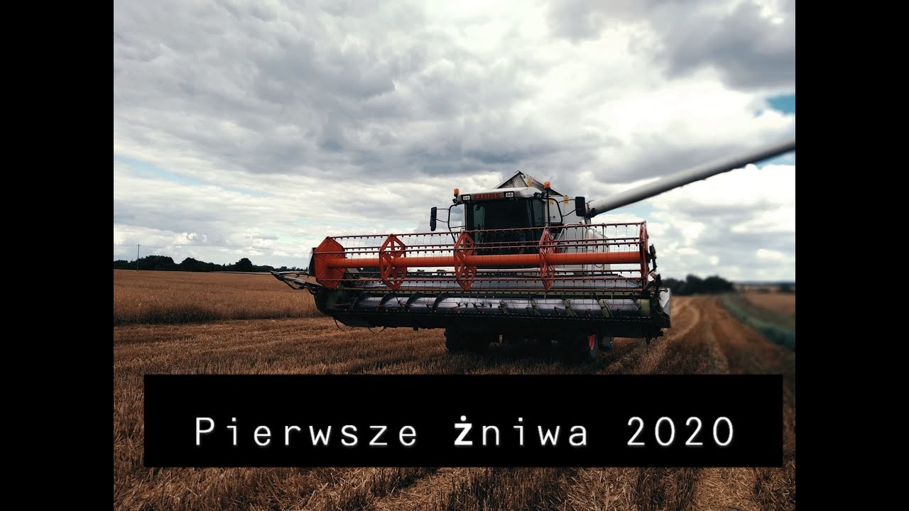 Pierwsze żniwa 2020/jęczymień ozimy// Claas lexion 430 Evolution