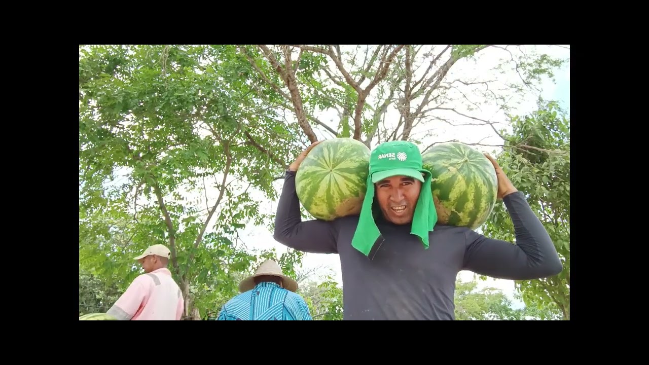 UM RESUMO DO PLANTIO A COLHEITA DA 🍉🍉🍉