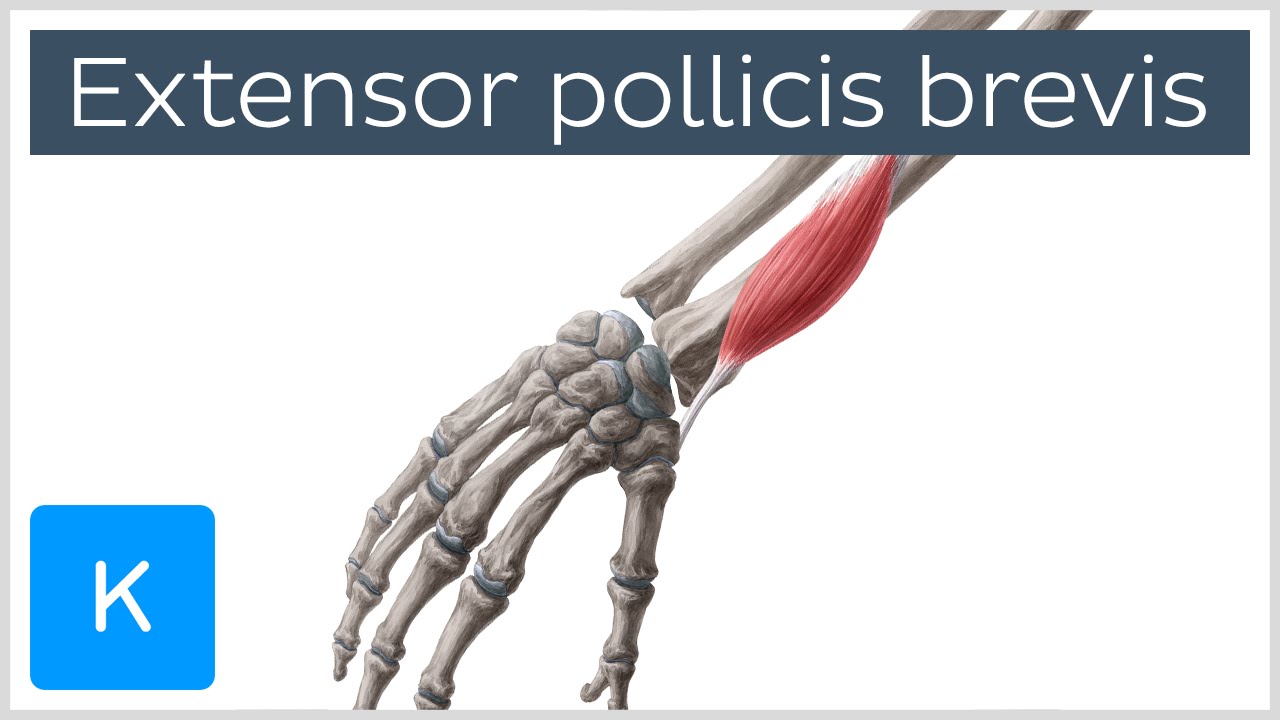 Extensor Pollicis Brevis Muscle - Origins & Function - Anatomy | Kenhub