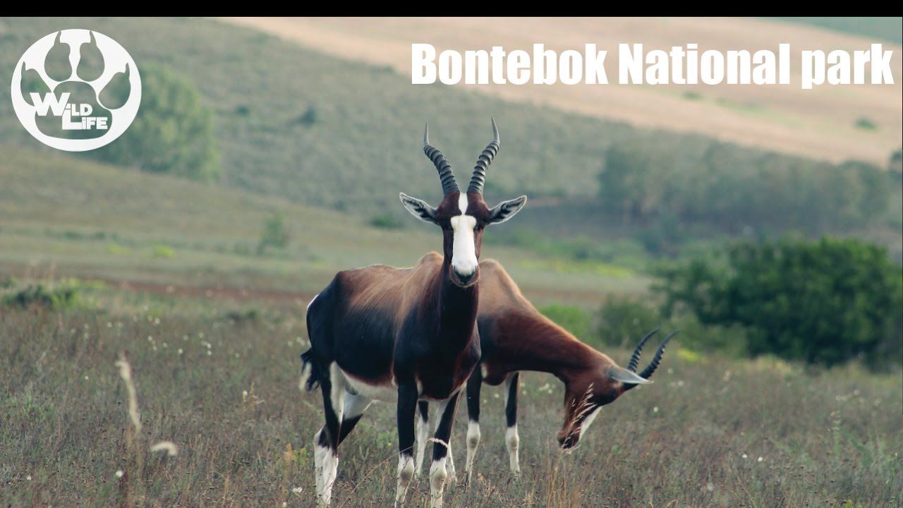 Bontebok in Bontebok! | Bontebok National park - theWildLife
