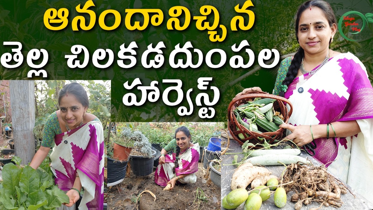 Beautiful Sweet Potato Harvest | తెల్ల చిలకడదుంపల హార్వెస్ట్ || TELUGU GARDEN VLOG