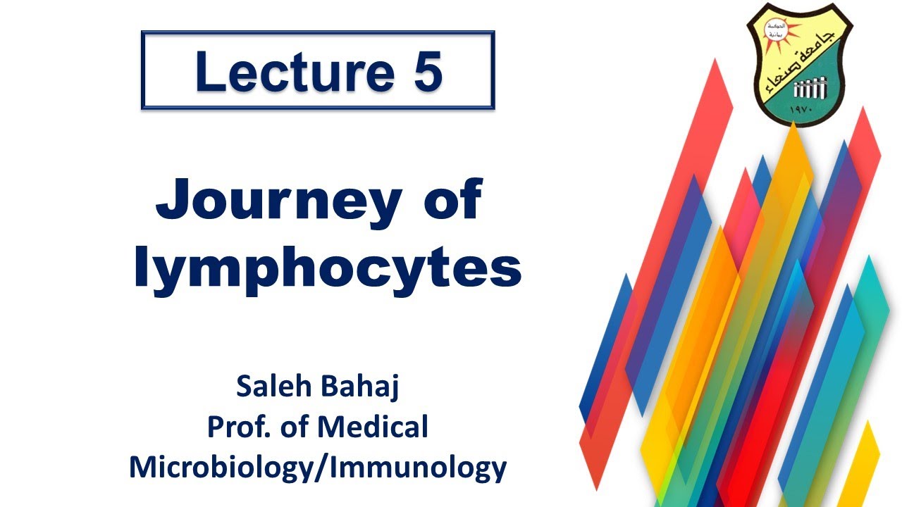 5 Journey of lymphocytes