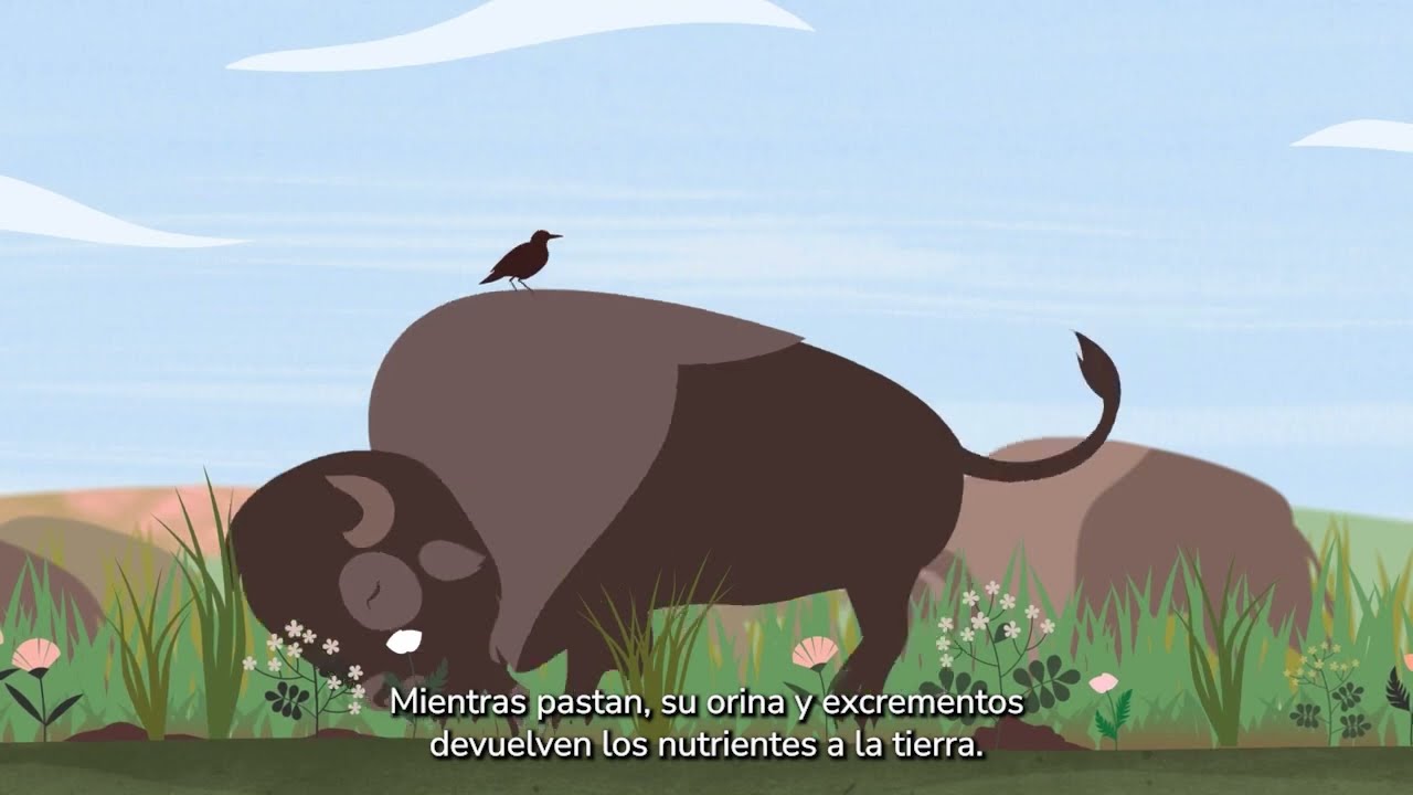 &iquest;Qu&eacute; es el Manejo Hol&iacute;stico? Junto al Savory Institue te dejamos este ilustrador video