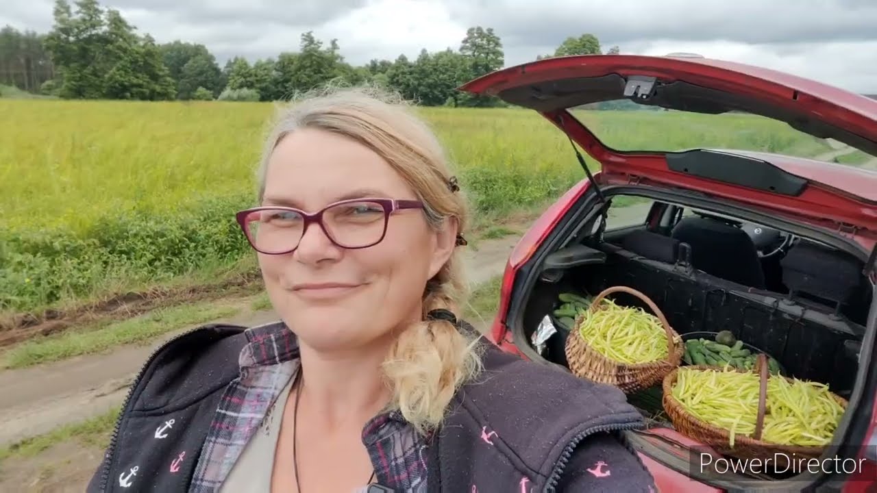 Uprawa fasoli - niesamowity plon, zaskoczył nawet mnie - która lepsza? zielona czy żółta?