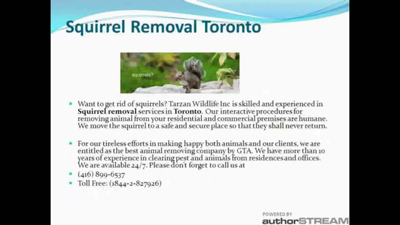 Wildlife Control Toronto, Animal Control Etobicoke