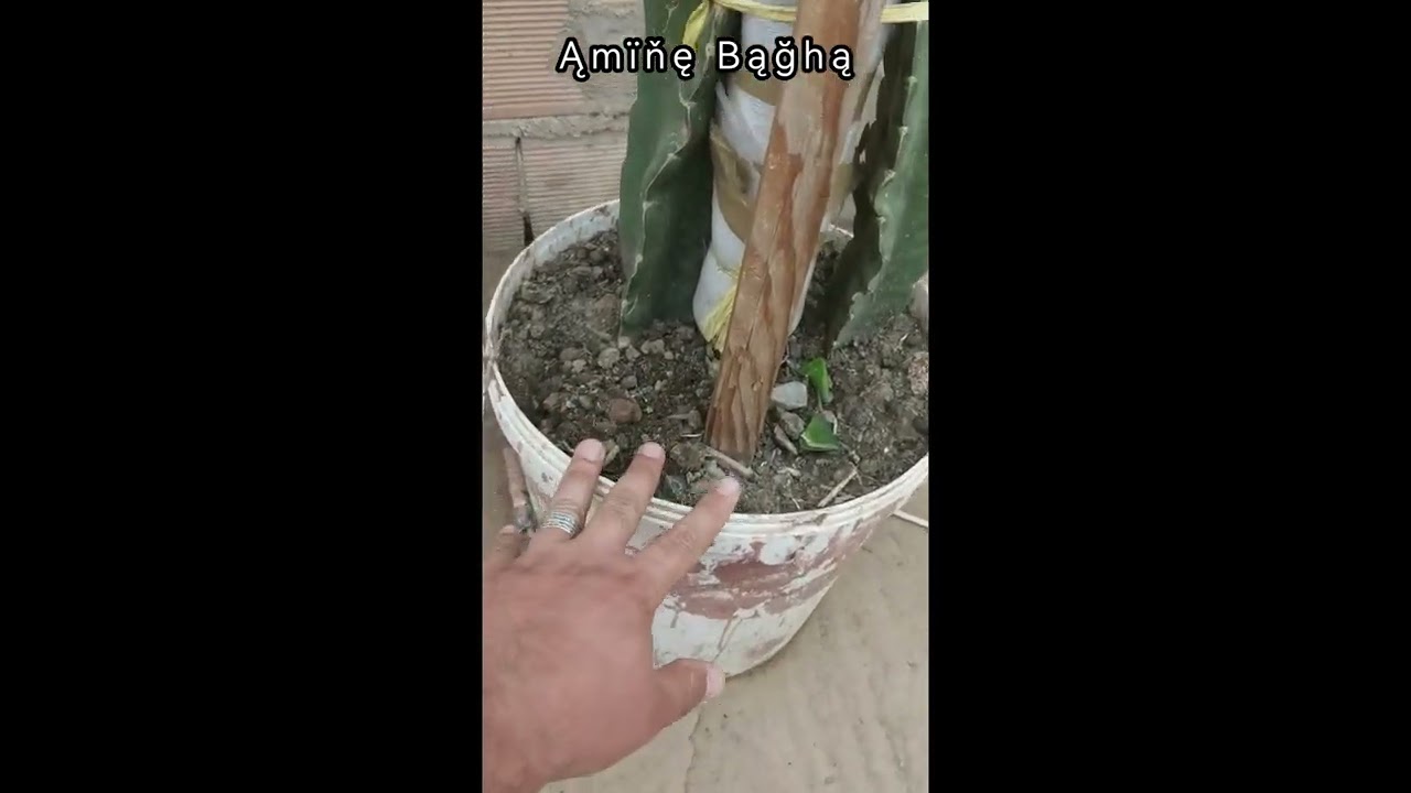 فيديو توضيحي لكيفية تقليم فاكهة التنين 🐲🐉