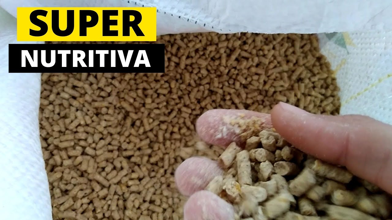 ✅Qual a melhor ração para bezerro?✅ 🐄