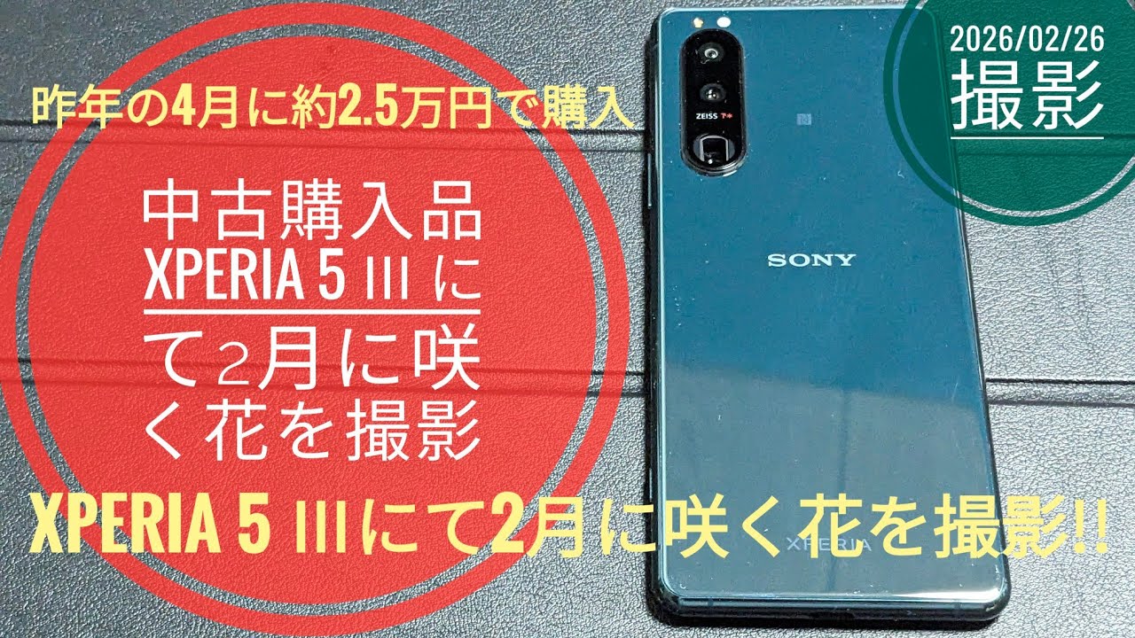 約1年前に中古品で購入したXperia 5 Ⅲを使って『2月に咲く花』を4K30fps動画と16:9撮影撮影!!📱🪻💐🤗🐬🐬【2026/02/26撮影】