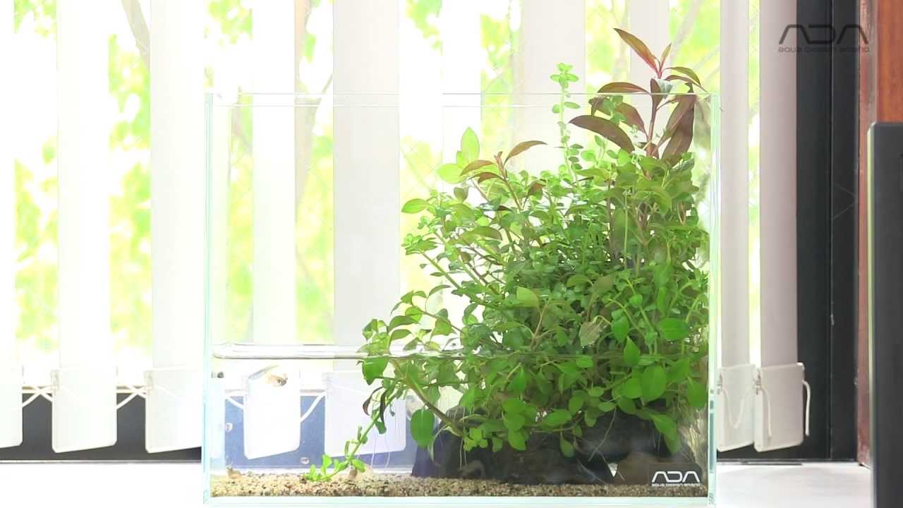 動画でみる「ちいさな水辺セット」