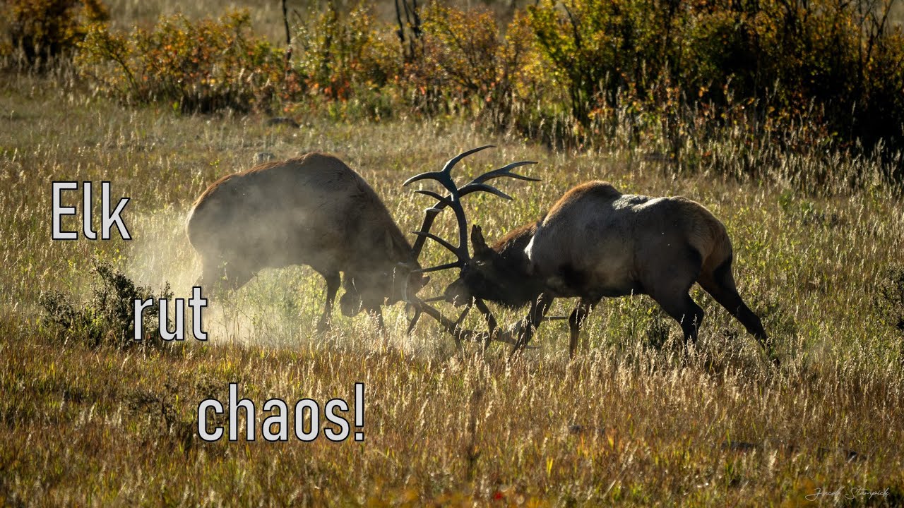 Photographing elk during peak rut | Wildlife Photography