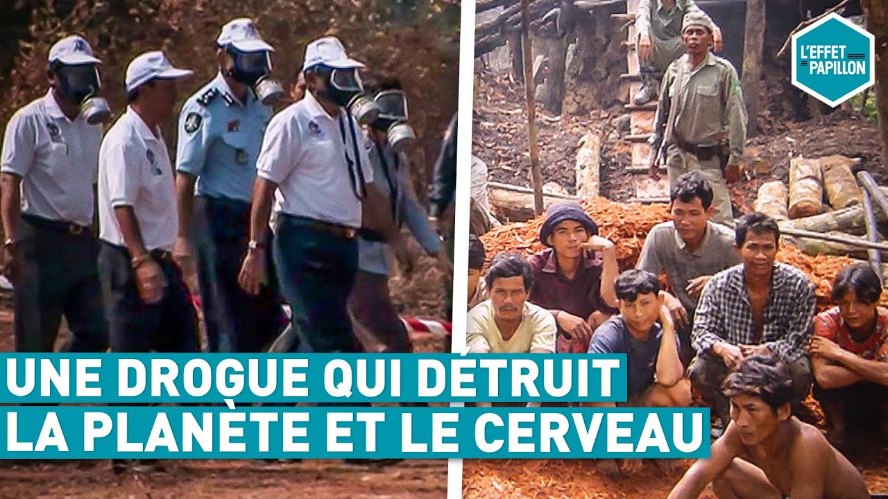 UNE DROGUE QUI DÉTRUIT LA PLANÈTE ET LE CERVEAU (Cambodge) - L'Effet Papillon