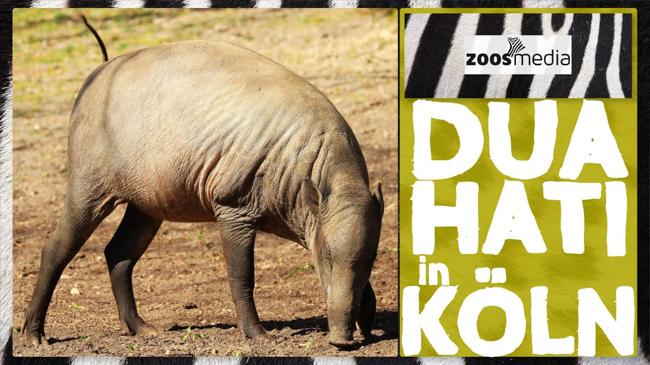 Kölner Zoo: Hirscheber-Dame DUA HATI neu in WG | zoos.media