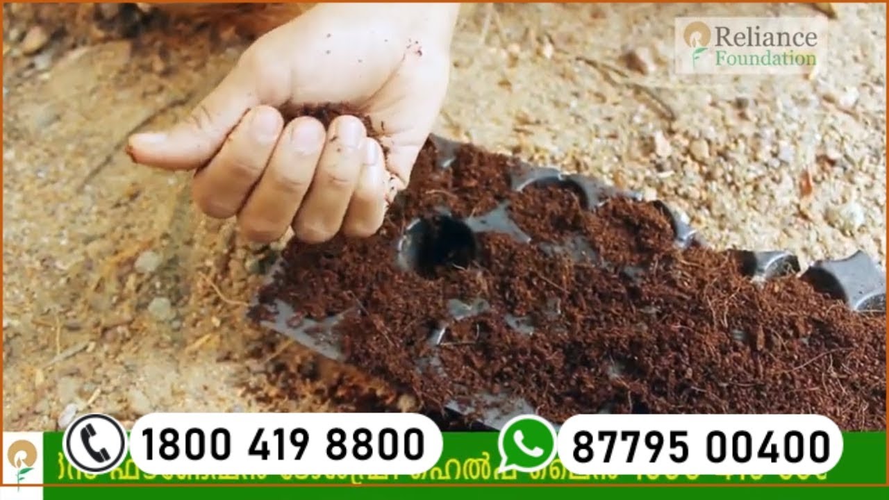 ചകിരിചോറ് കമ്പോസ്റ്റാക്കുന്ന വിധം | Method of Coir Compost Preparation for Coconut Crop