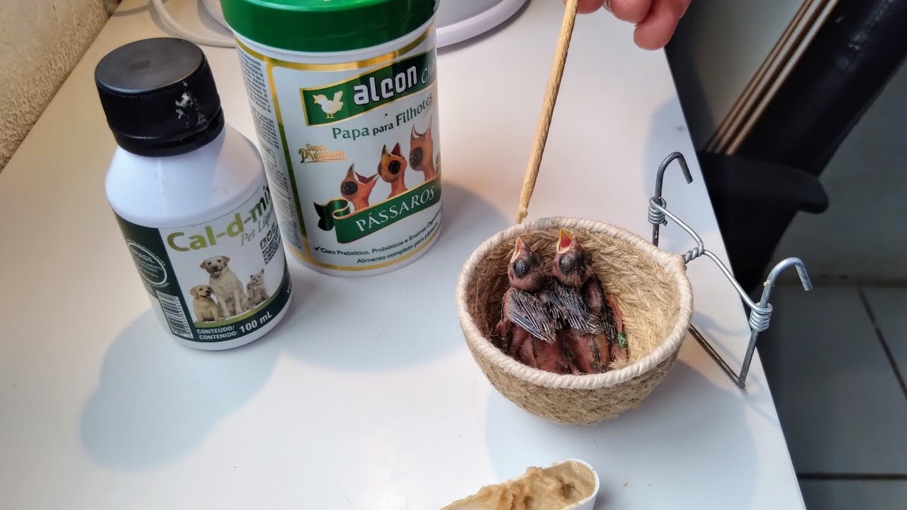 Ajudando a fêmea a tratar dos filhotes com a papinha Alcon