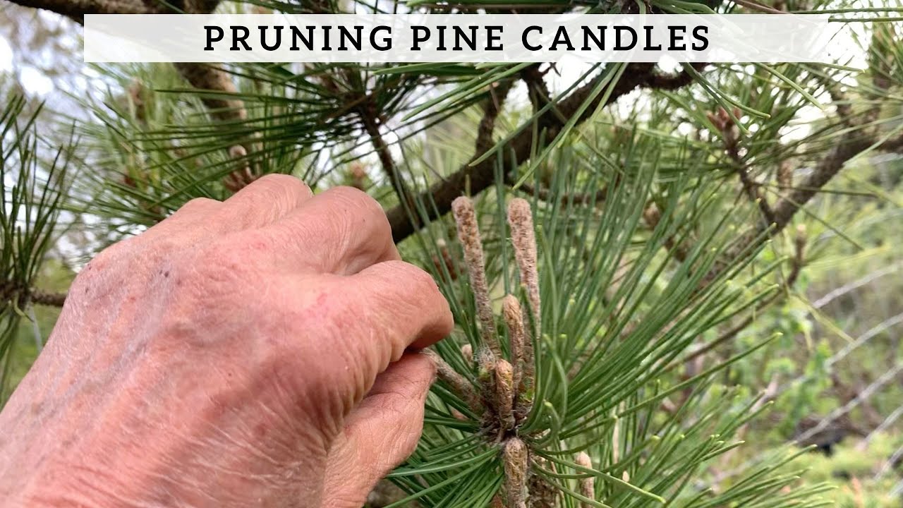 Pruning Pine Candles