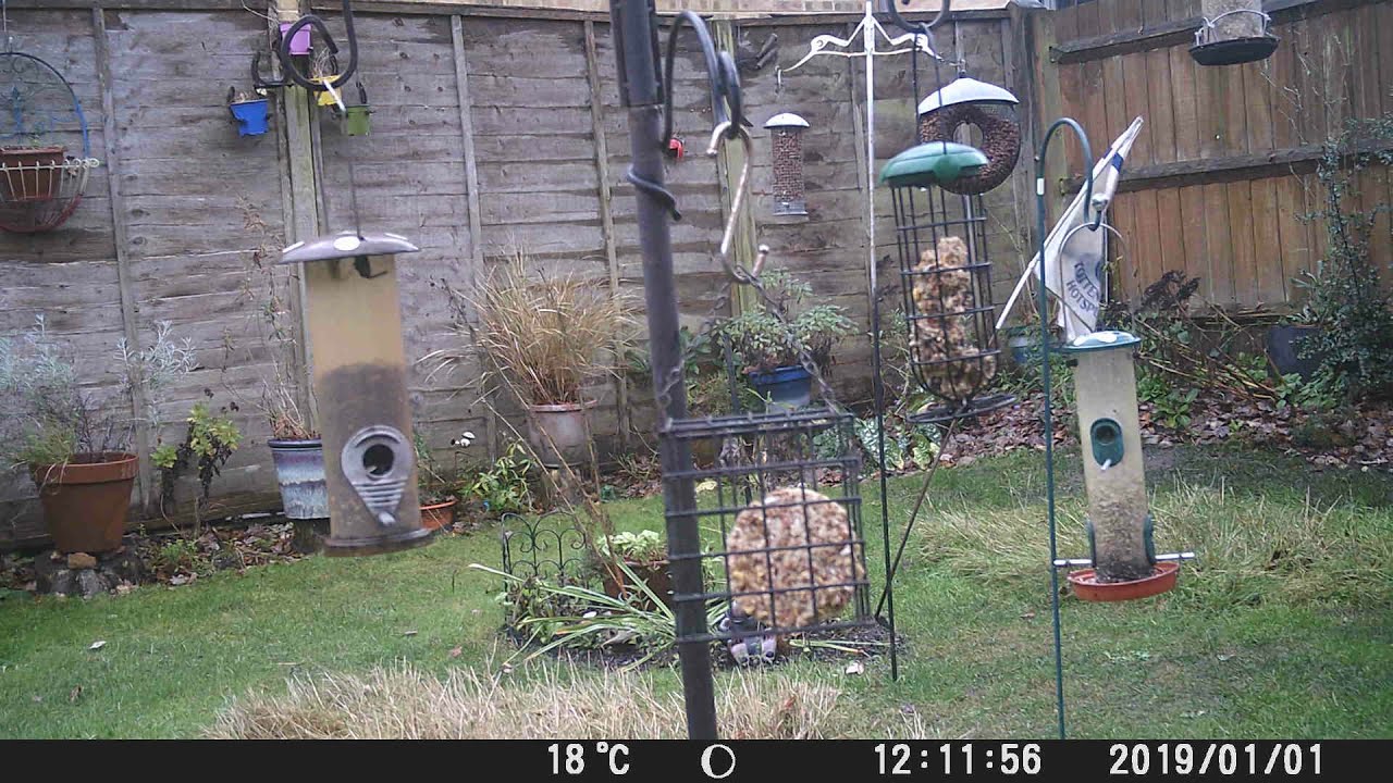 ~ Garden Wild Birds Cam UK ~