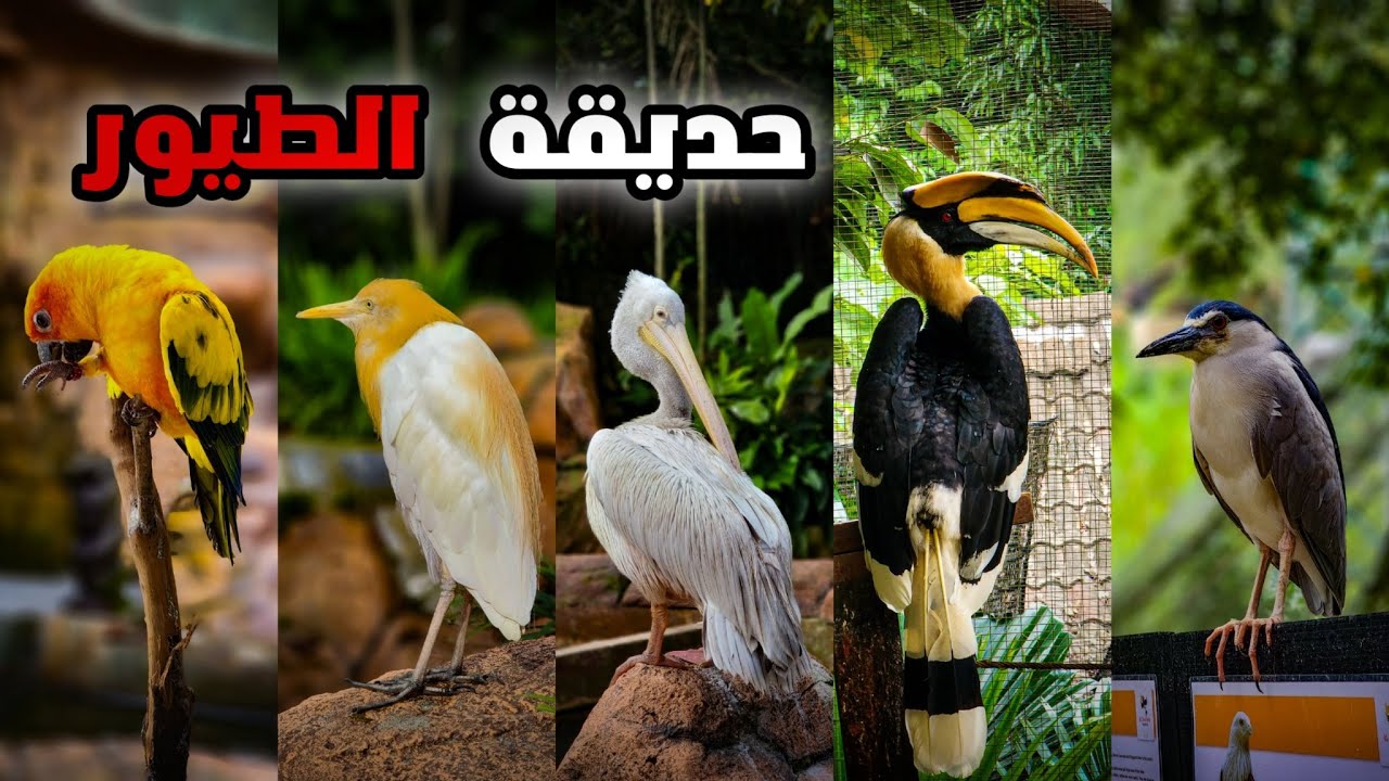 حديقة الطيور في ماليزيا ||  BIRD PARK KL