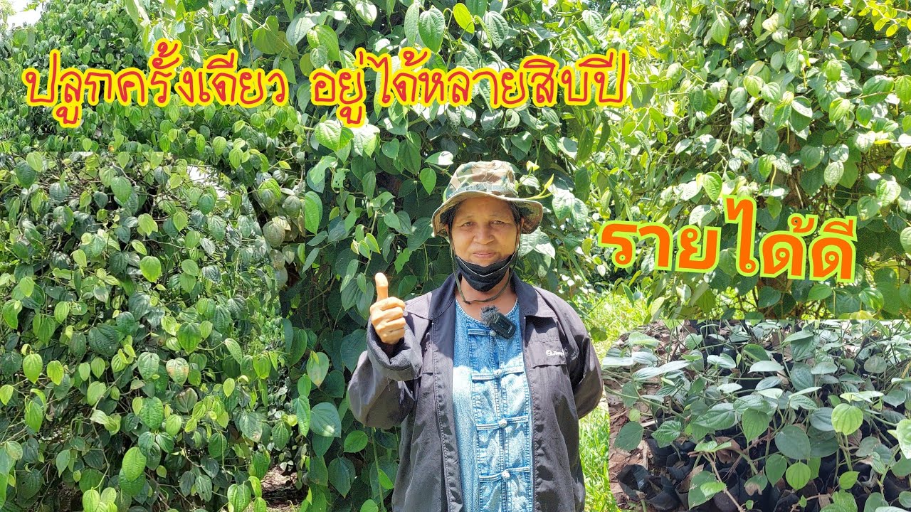 พริกไทยปลูกครั้งเดียวอยู่ได้แบบยาวๆกับพืชเศรษฐกิจที่น่าสนใจมากๆ