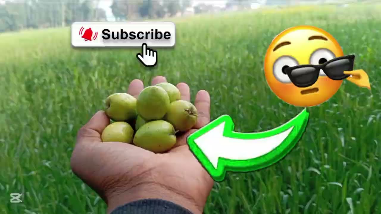 aajj  bayer khane chalte hai🤔