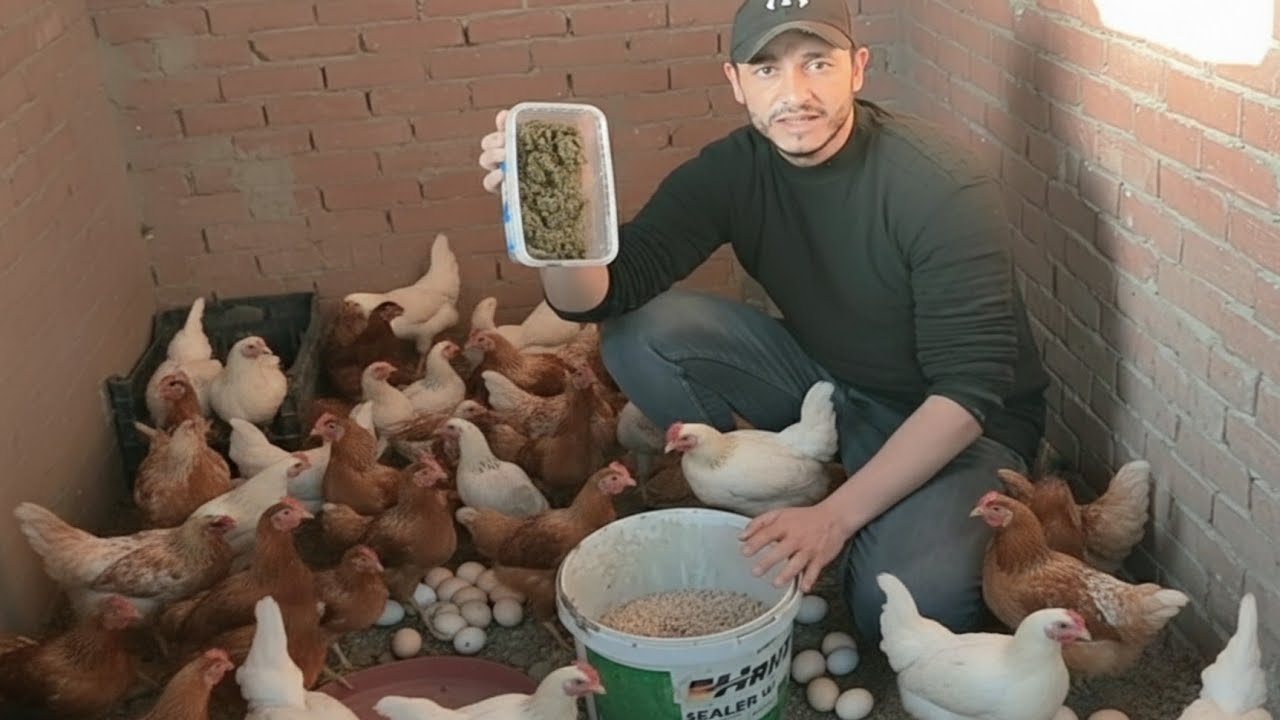 خلطه البشاير الذهبية لرفع مناعة الفراخ وزيادة حجم البيض ووداعا لانقطاع البيض وضمان استمرارية الإنتاج