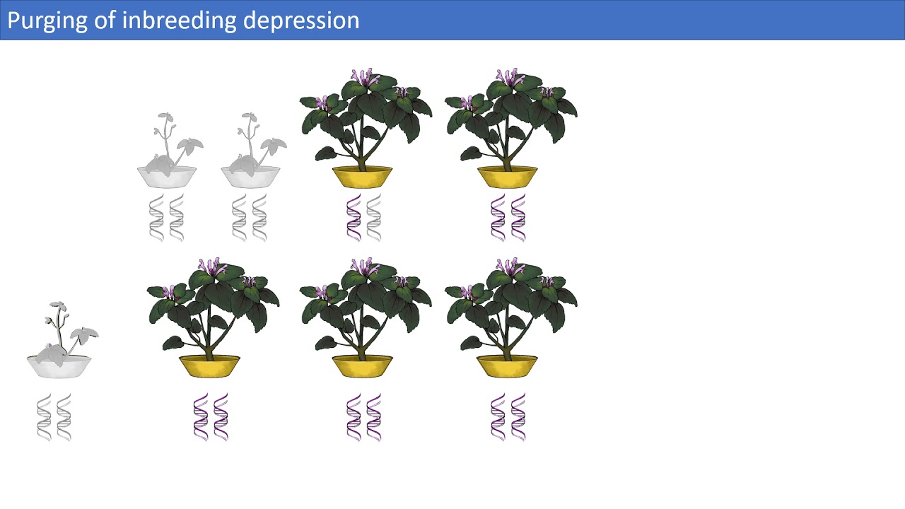 What favors self pollination