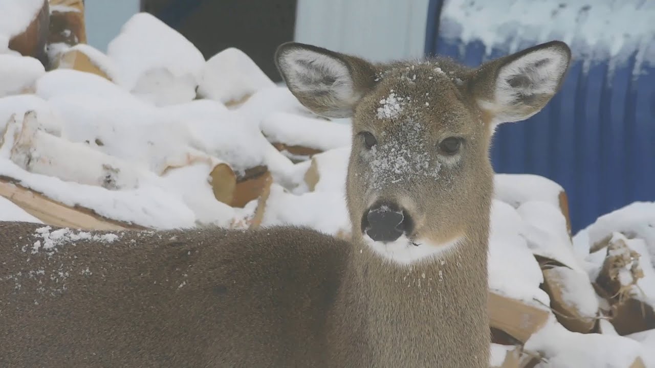 Notre vie en forêt - Les animaux l'hiver