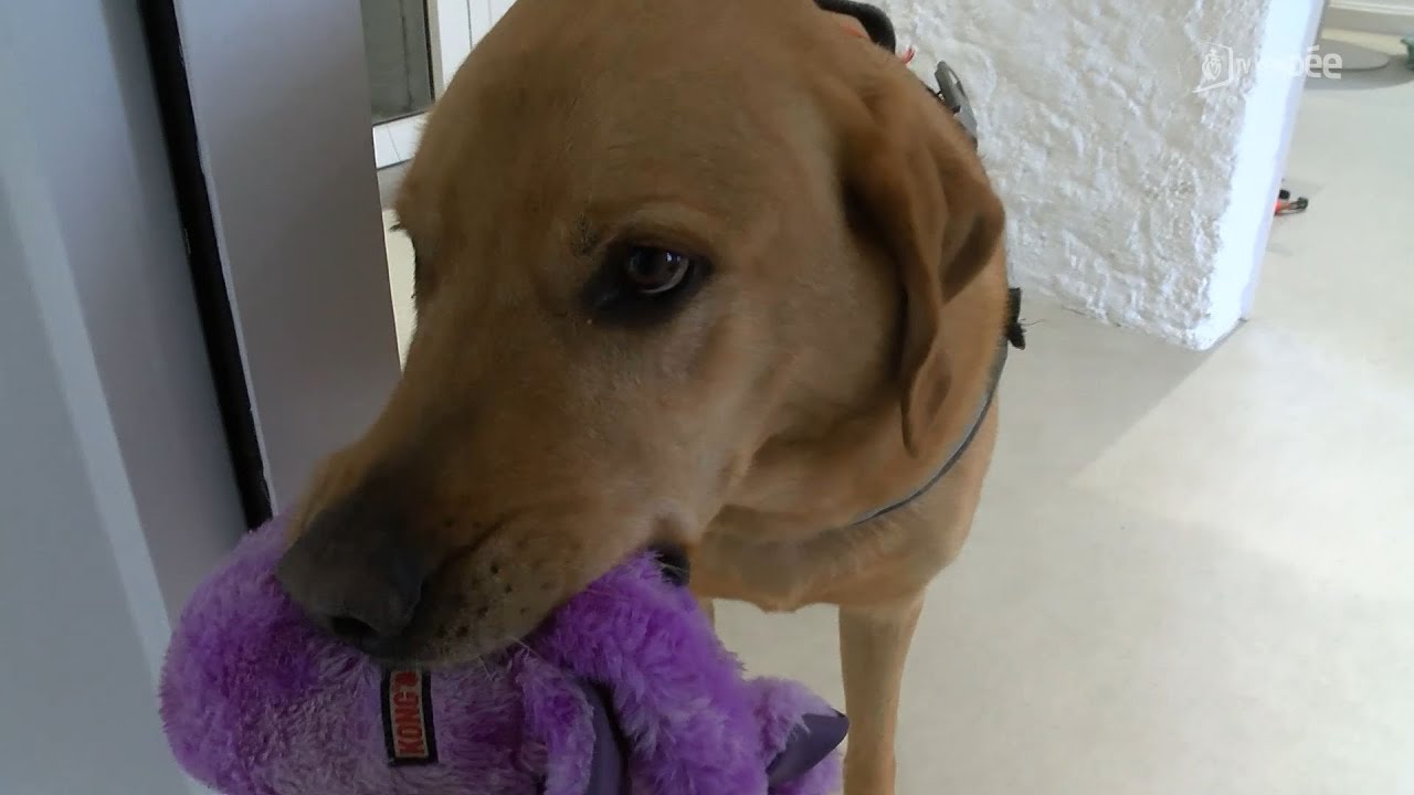 La nouvelle vie de Nathalie grâce à l'association Chiens guides d'aveugles de l'Ouest
