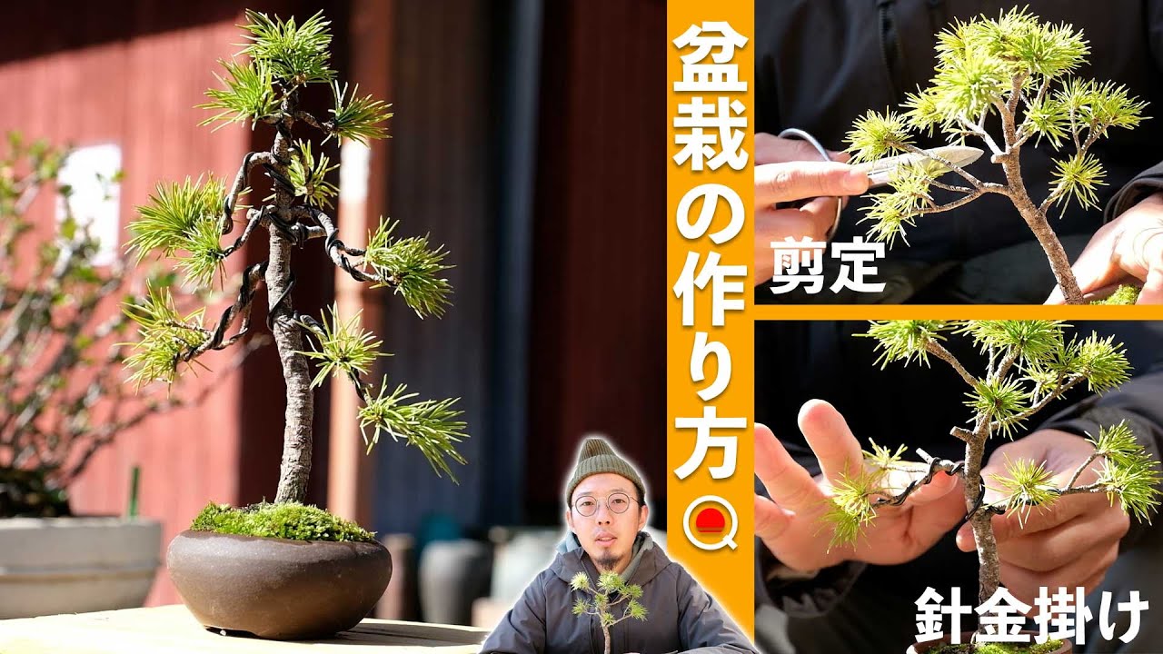 【初心者】盆栽の基本を学ぼう。五葉松のミニ盆栽編【盆栽Q】