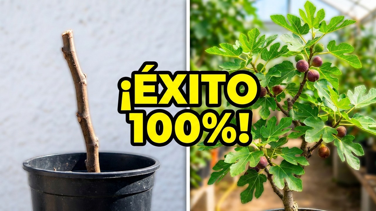 👉 Cómo hacer MINI HIGUERAS desde ESQUEJE (¡Método fácil y garantizado!)