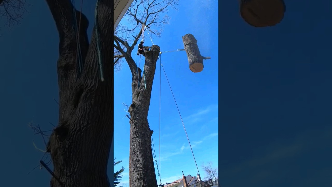 Let it Run! Negative Rigging. #shorts #rigging #treeclimber