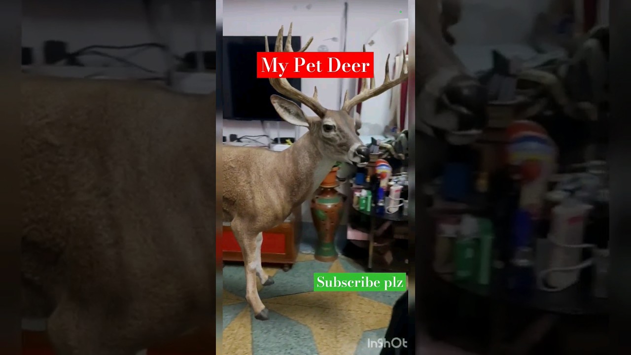 Do you like my Pet deer? I kept safe it from Salman #shorts #youtubeshorts #animallover