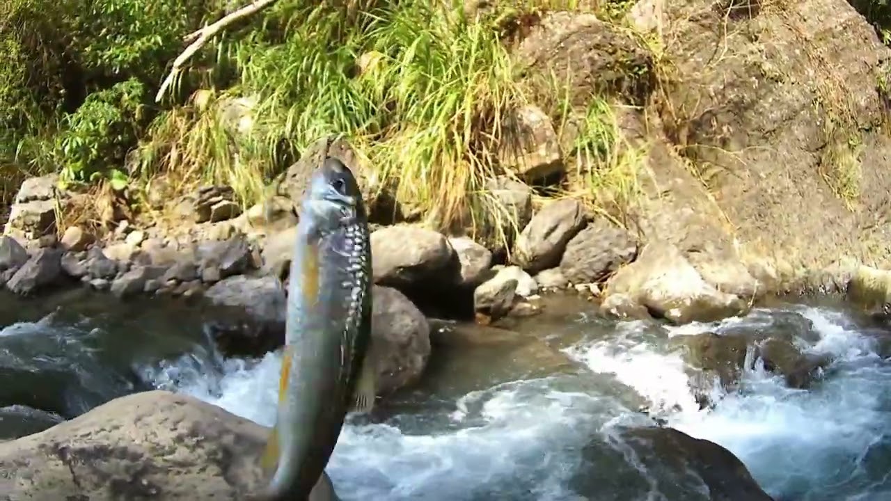 現在苦花到處都有魚蝨  改天收集一碗魚蝨專門炸來吃