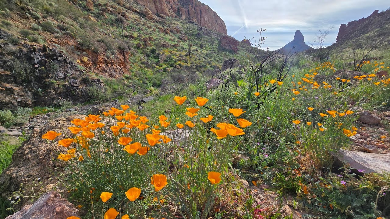 Alone in the Arizona Wilderness