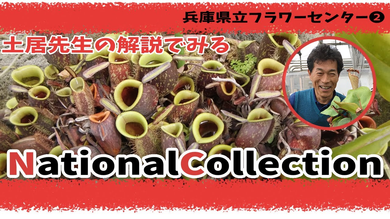 土居先生の解説で観る、National Collection登録のウツボカズラ【突撃！となりの植物園！ in兵庫県立フラワーセンター その2】食虫植物の聖地を巡る