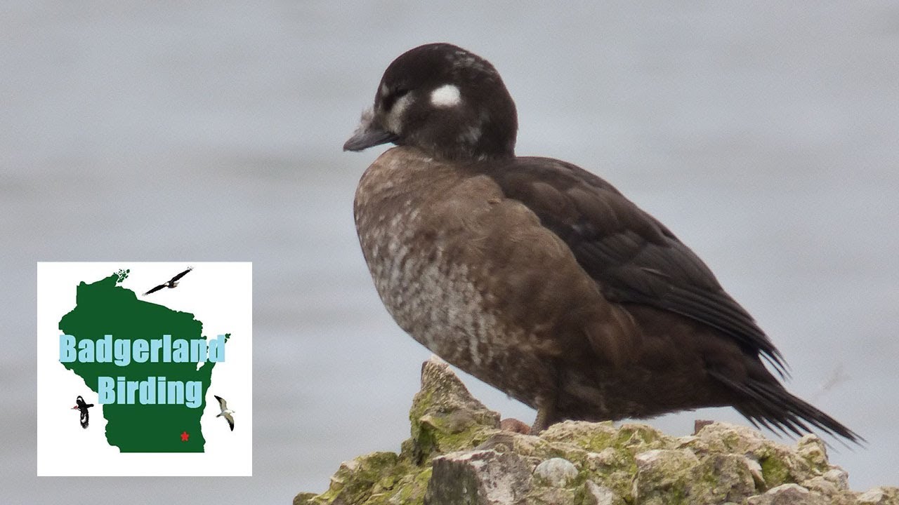 Fall RARE bird Extravaganza!