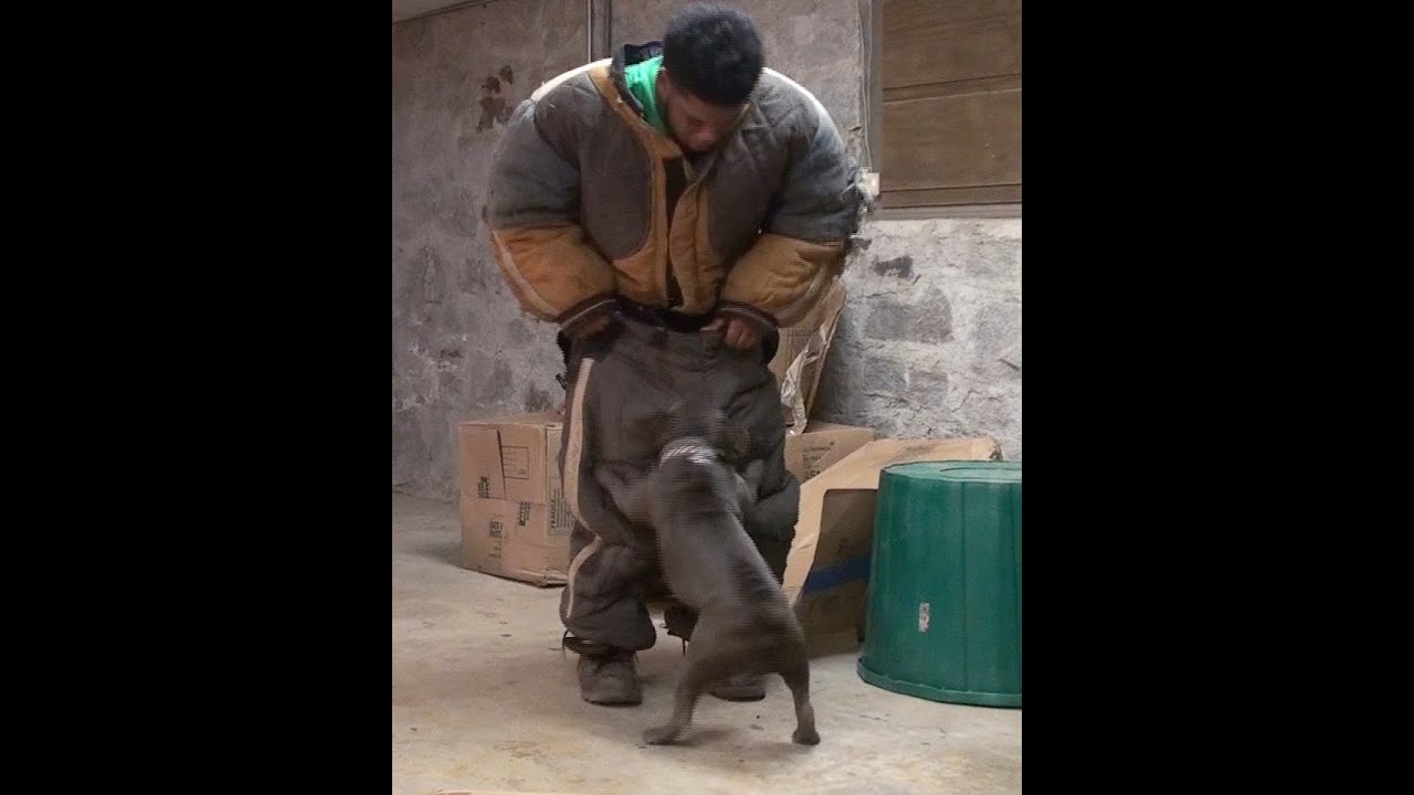Protection French Bulldog LOL !!