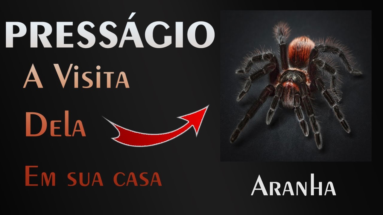 🏡 Aranhas - A Mensagem do Universo para você!