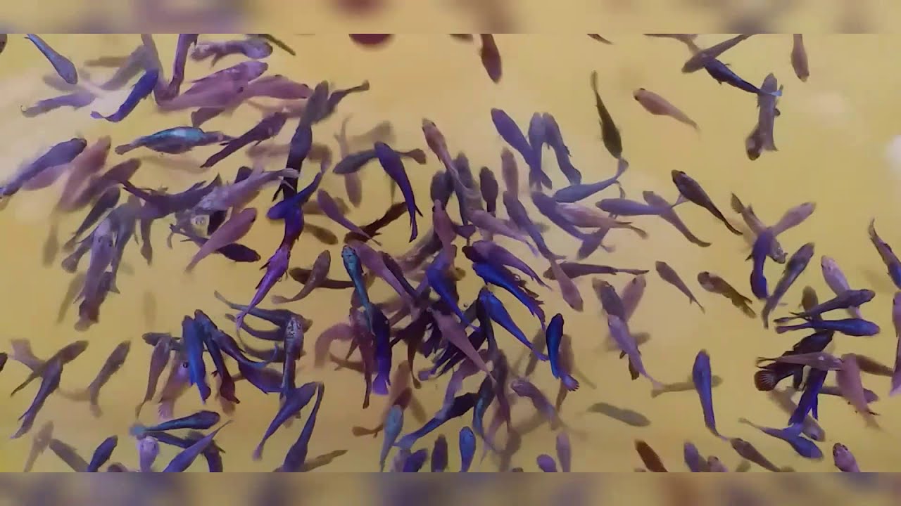 HOW TO BOOST BETTA FRY 1 MONTH OLD ABOVE(GALAXY EDITION)