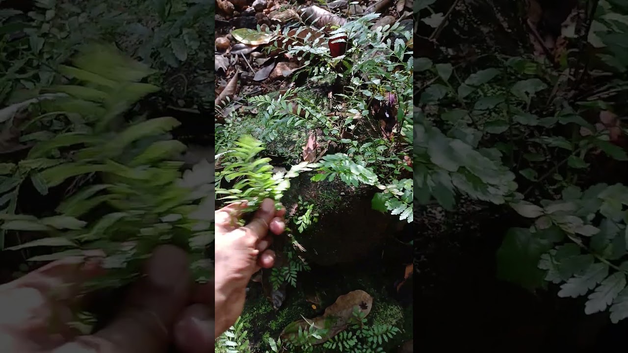 beautifull wild plant😘 #nature #plants #wildflowers